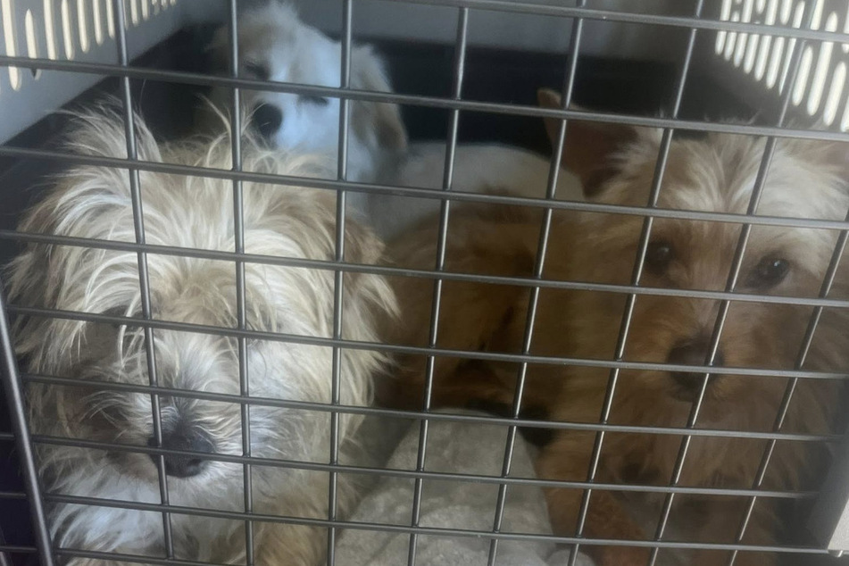Luckily, all three dogs are now safe.