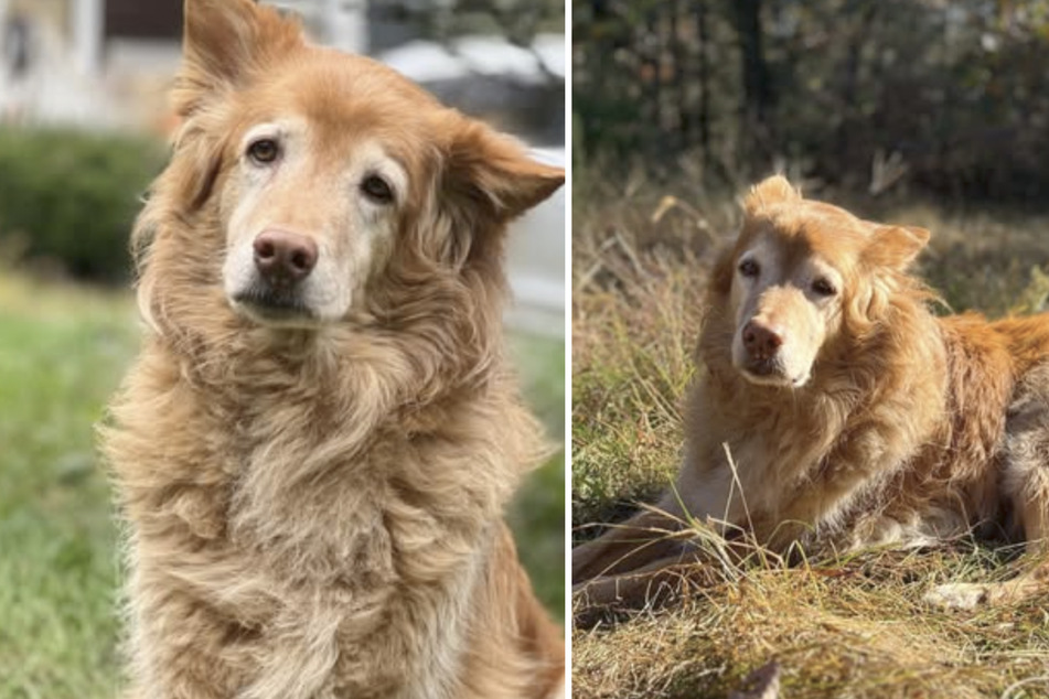 Fox the dog died at the age of 15.