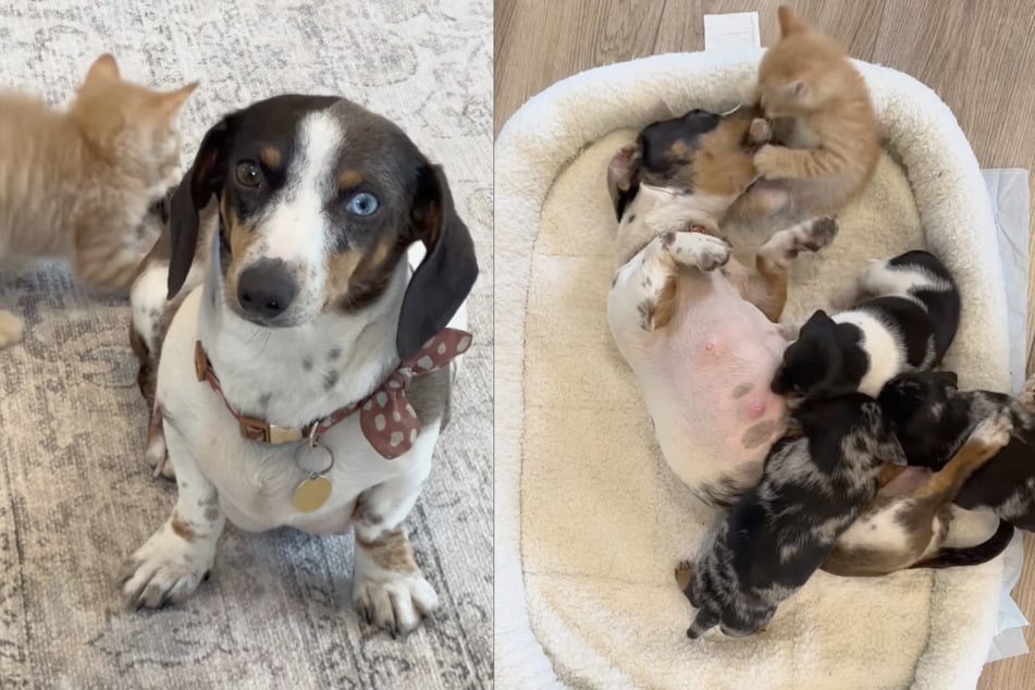 Dachshund mom Perdy took in the kitten shortly after the birth of her last litter.