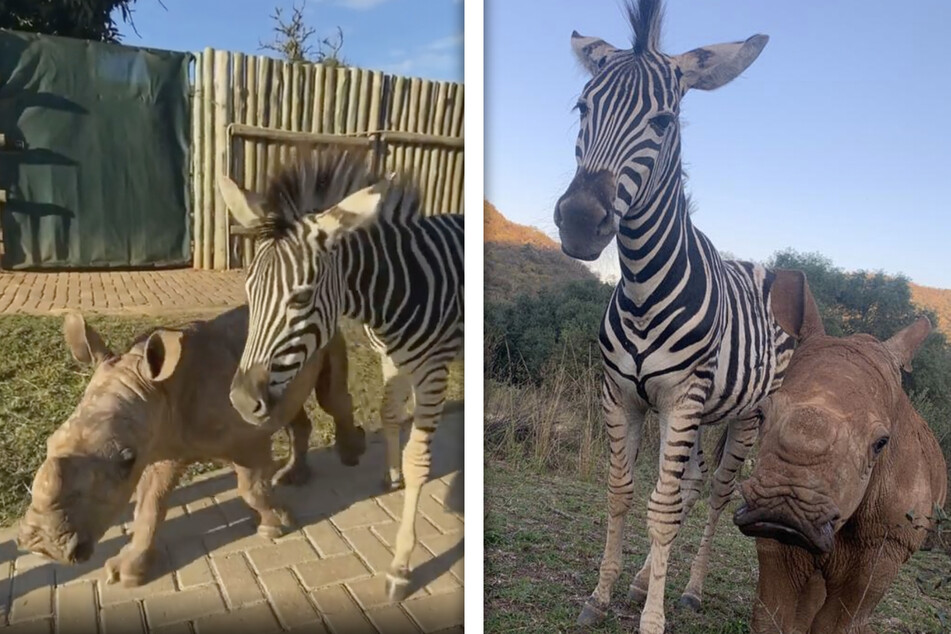 Orphaned zebra and baby rhino cuddle each other back to health