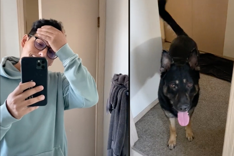 Kicking down the door: clingy dog won't give his owner a moment's peace