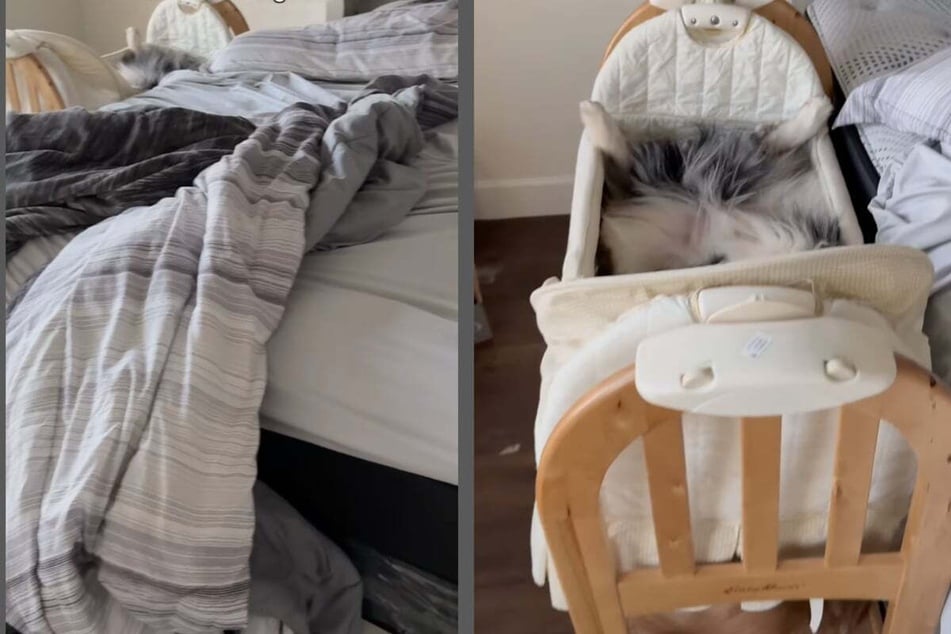 Dog owner Jaime Simpson just wanted to spruce up her messy bedroom, but when she saw who was waiting for her in there, she took out her smartphone camera.