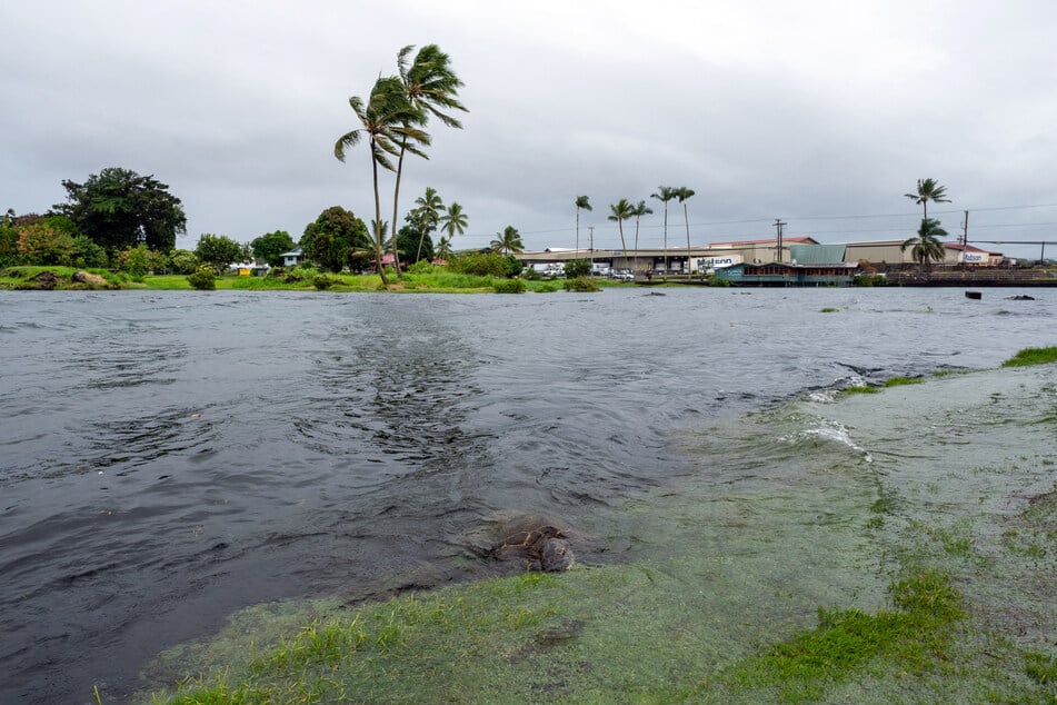 A young green sea turtle fills up on grass as ocean waters started to rise due to the approach of Lala at Reed's Bay in Hilo, Hawaii, on August 14, 2026.