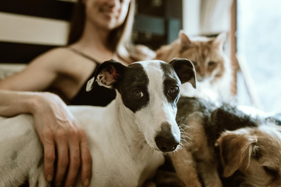 Dogs are pack animals, and they like to know the pecking order.