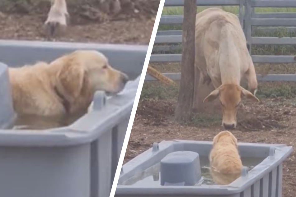 Golden retriever Walter treats himself to a bath in the cows' water trough, but one of them doesn't find it funny at all.