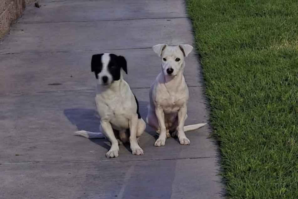The two puppies are now safe, thanks to Suzette Hall and her friend.