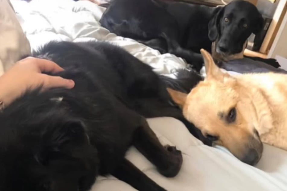 Munoz's three dogs have given over the alpha role to their new cat companion.
