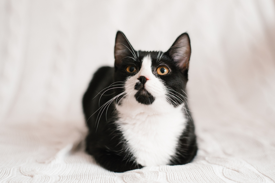 The Manx cat is the ultimate tuxedo-wearing kitty breed.