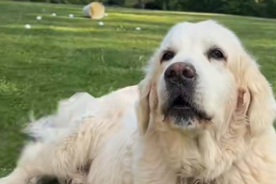 Dog finally figures out how to bark at the ripe old age of thirteen!