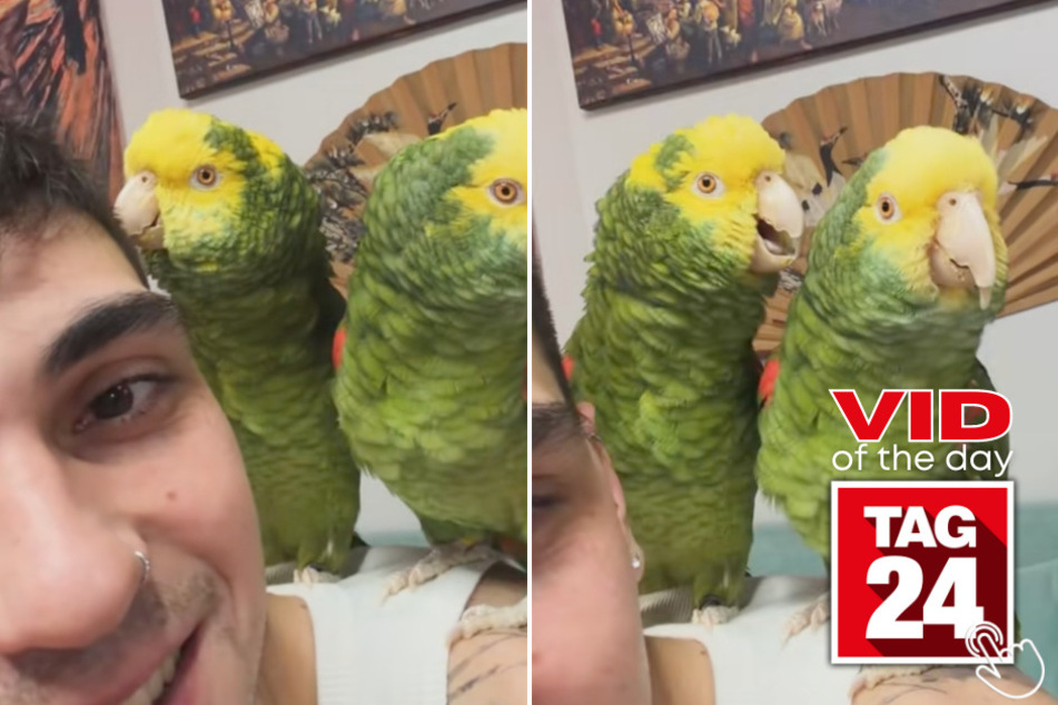 These parrots adorably duetted a song together on TikTok, and viewers are stunned!