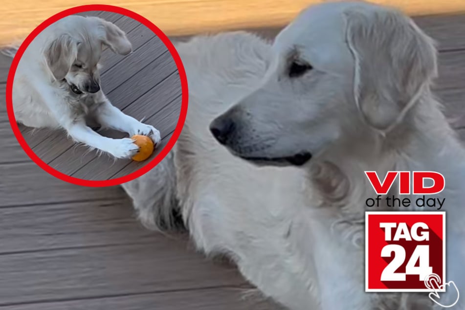 Today's Viral Video of the Day features a golden retriever stealing the show as her mood takes a 180-degree turn in an instant.