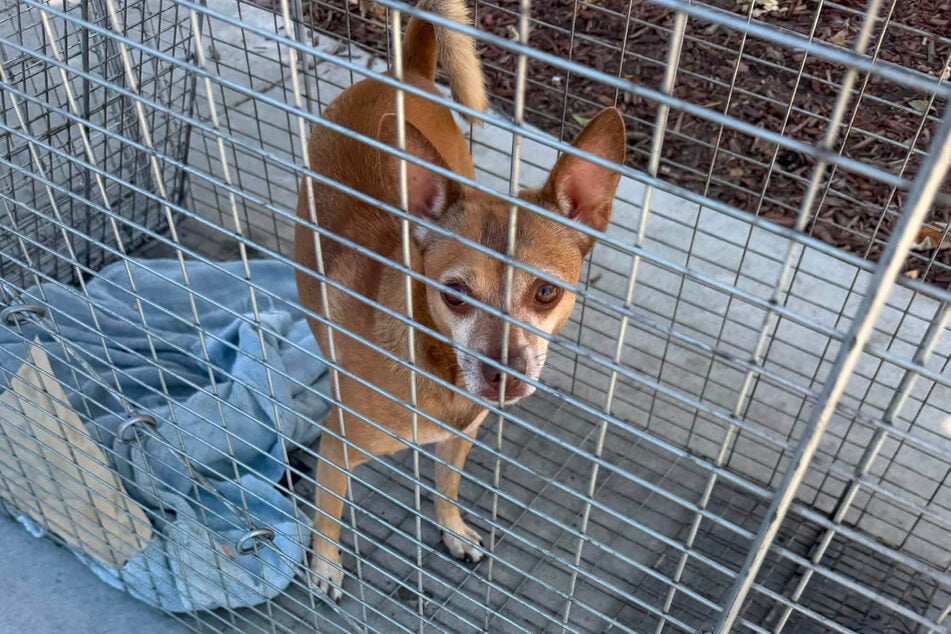 According to Hall, the Chihuahua was safely in the cage after only 30 seconds.