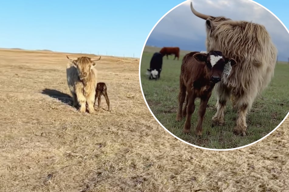 Cow who was always housed alone mysteriously gives birth!