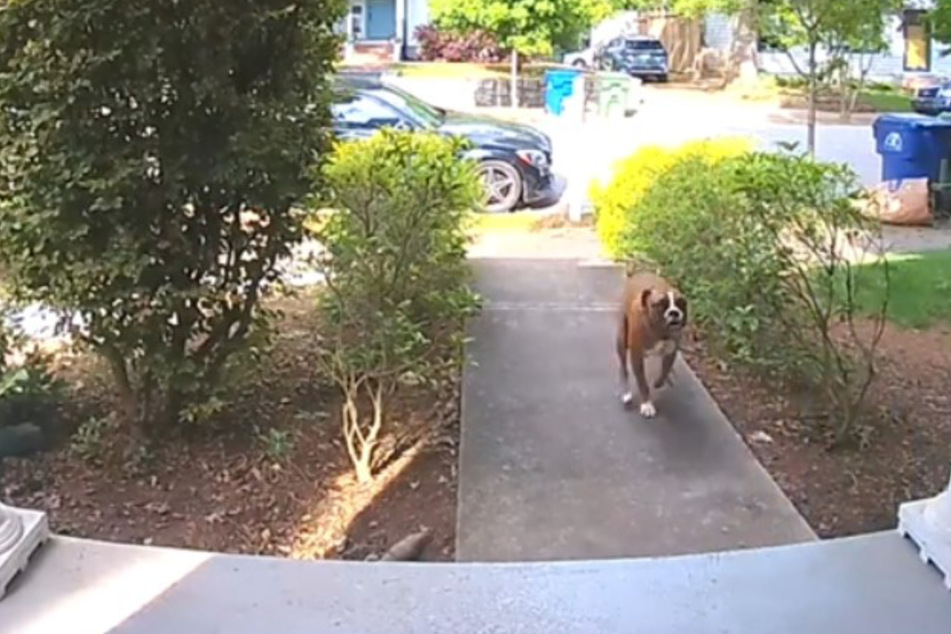 Probably the shortest escape of all time: Nat runs back into the house as quickly as he fled.