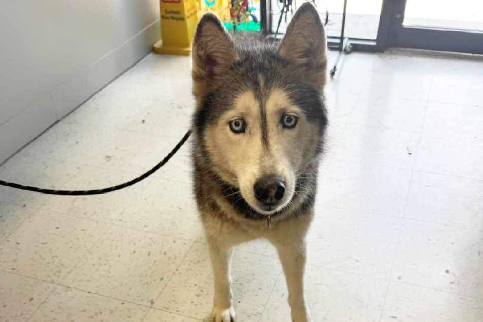 Husky Sierra was carrying around a 12-year-old secret...