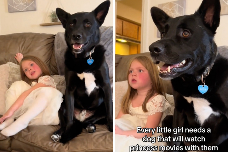 Adopted rescue dog scores Disney movie magic: "Now we have to keep him"