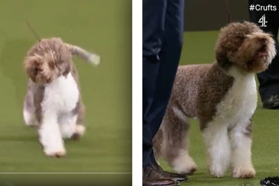 Orca the dog can now call herself a champion after being crowned Best In Show at Crufts.