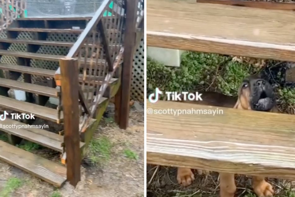 This little bloodhound pup makes his dislike of the rain crystal clear!