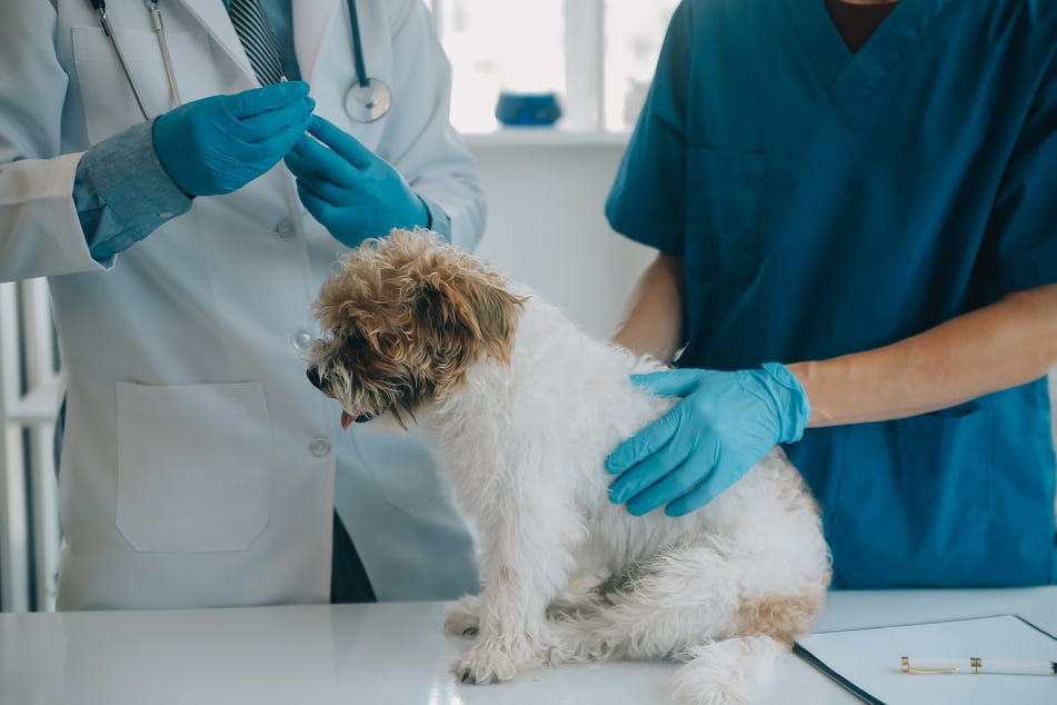 Like all dogs, Dachshund-Poodle mixes should be regularly examined by a vet.