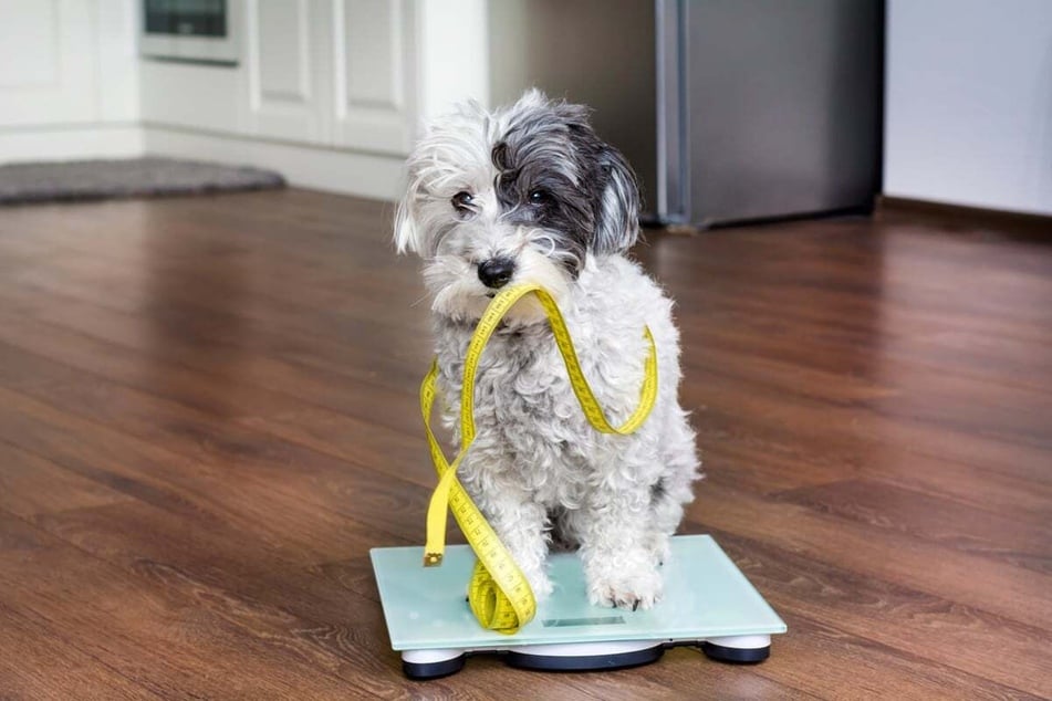 How heavy a dog is depends on its body size – even with the Shepadoodle.