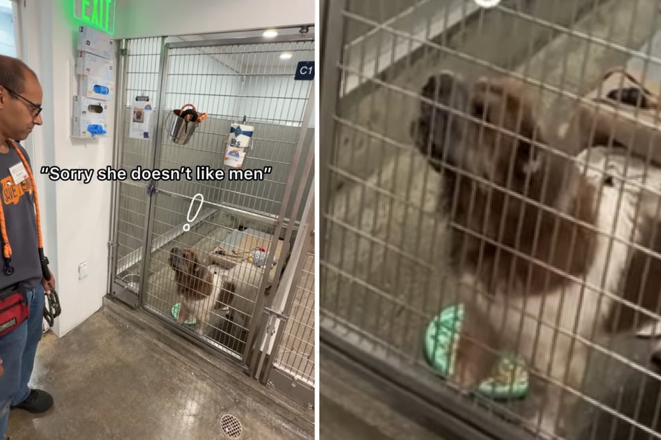 An animal shelter in LA went viral online with a funny "experiment" to help a female dog with her man problems.
