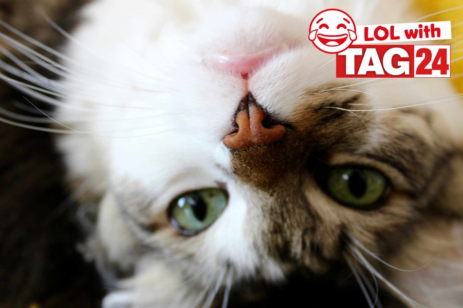 Joke of the Day for August 31, 2024: The best jokes to get your funny on for Caturday