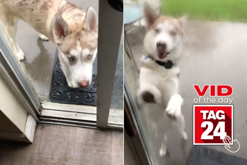 Viral Video of the Day for July 1, 2023: Dog's shocking escape from lightning
