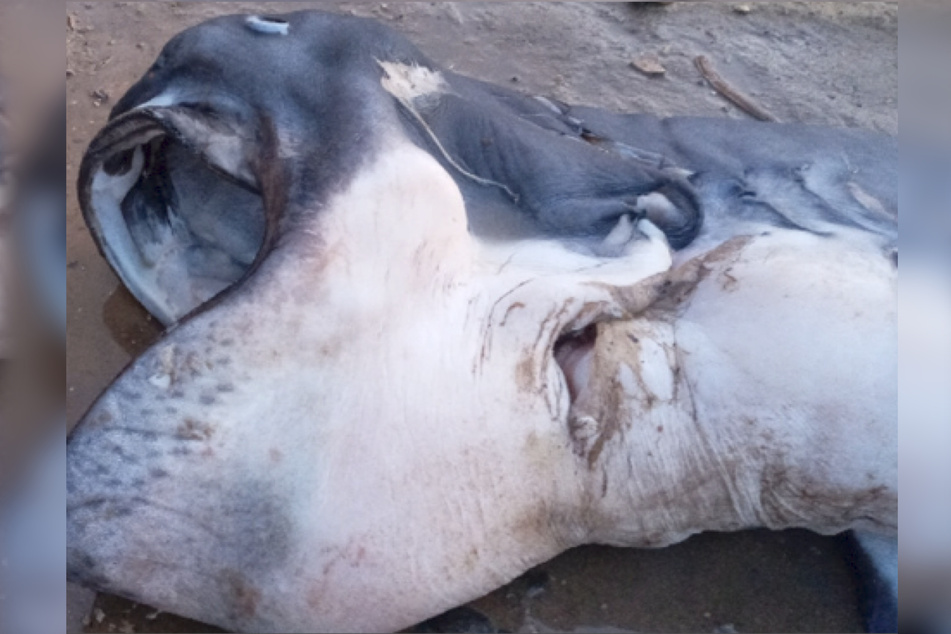 This rare shark has only been spotted 280 times since it was discovered.