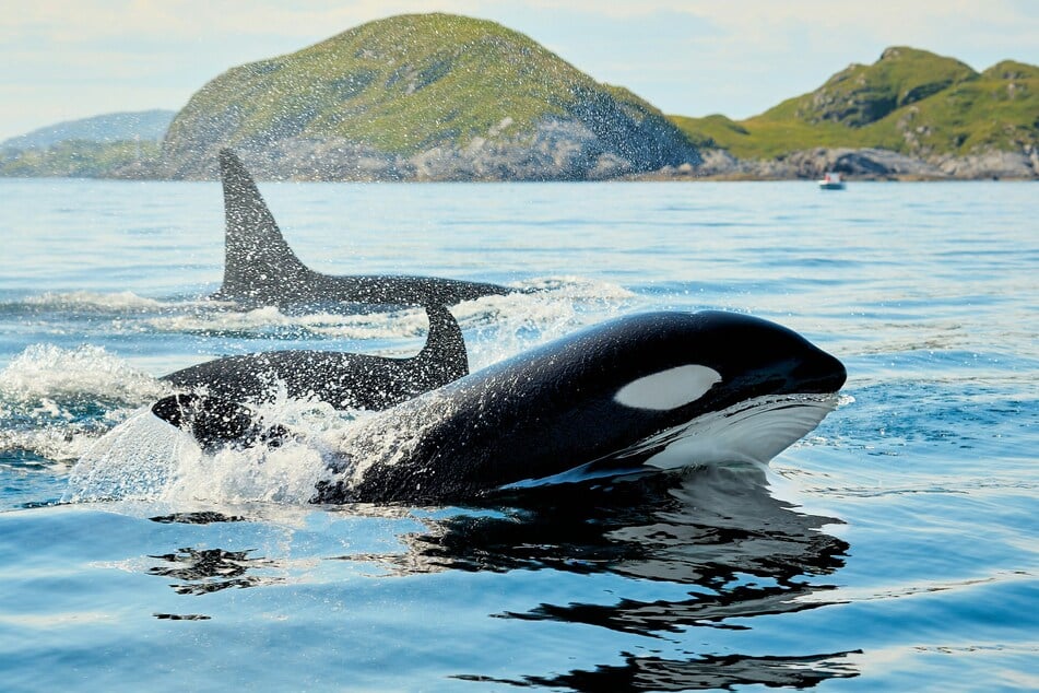 Killer whales have been observed doing this fascinating new behavior