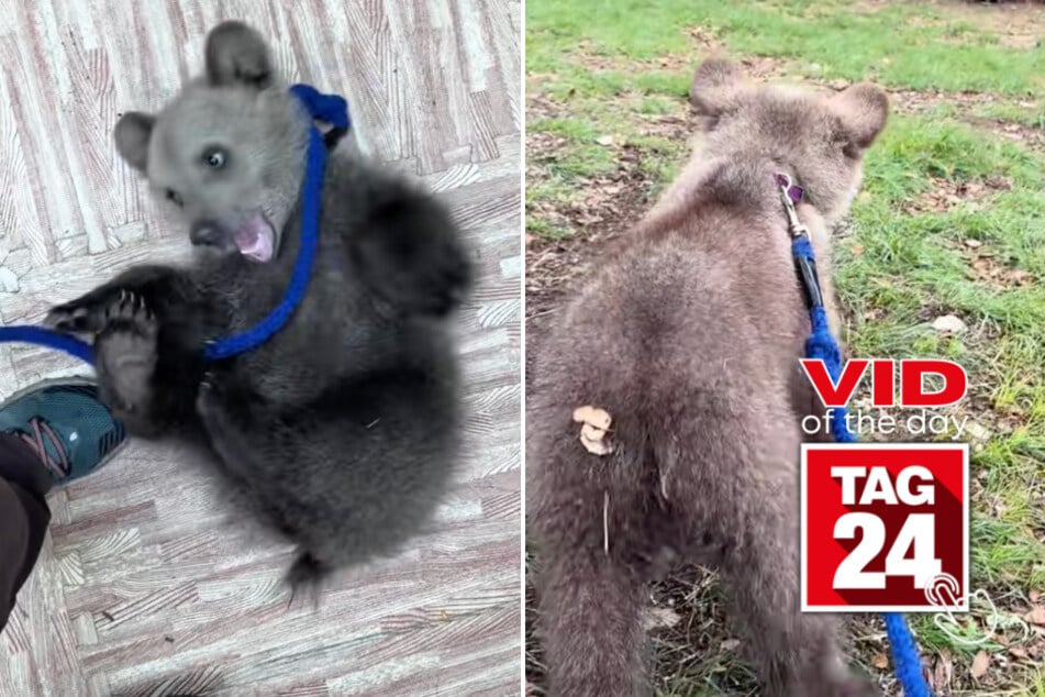 Viral Video of the Day for May 10, 2026: Baby bear's first walk outside is the cutest thing you'll see today!