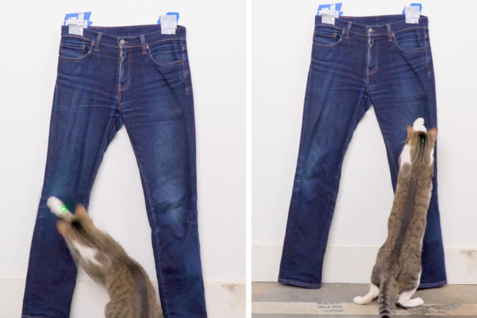 This cat was trying to catch a beam of light, but in her fight she created fashion.