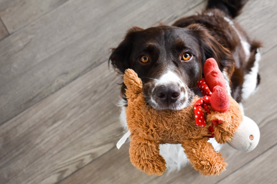 Inside dogs in winter: Indoor activities for dogs in winter