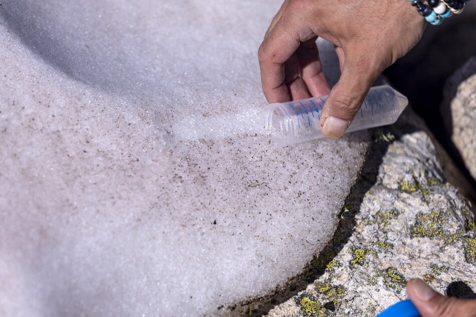 Researchers take a sample of Sanguina nivaloides algae, also known as "snow blood."