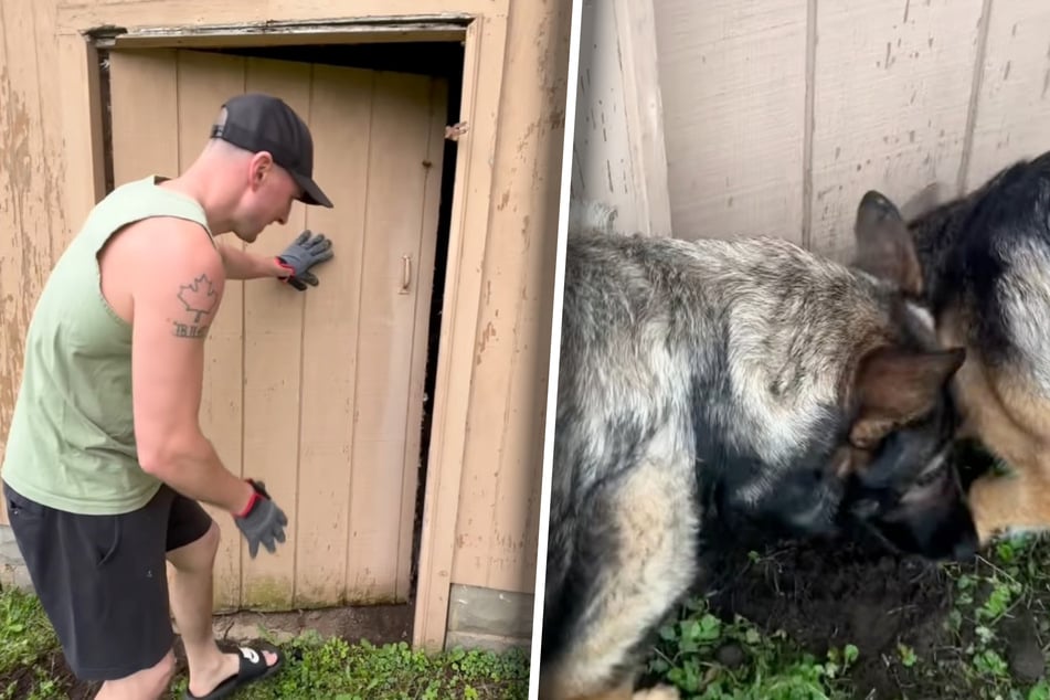 Brett Dugas went to the investigate inside the shed after Mya and Livia wouldn't stop sniffing around the area.