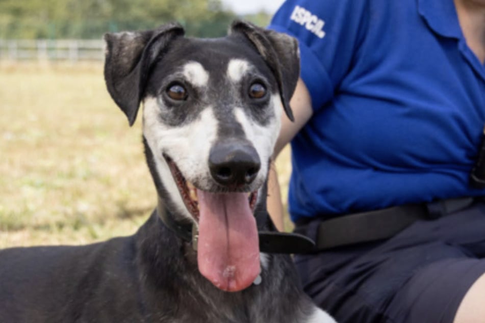 Jude the dog is finally searching for his forever home.