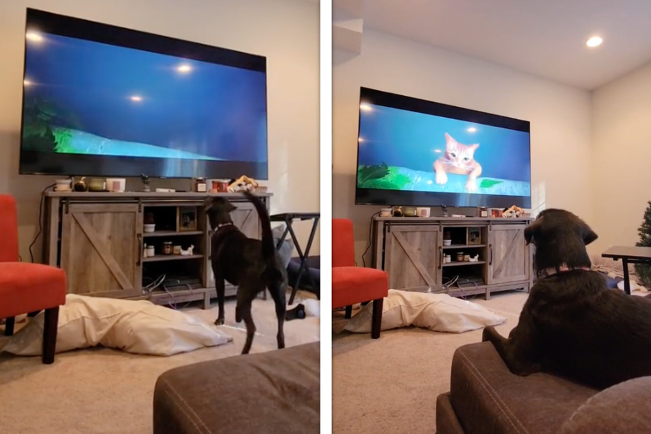 Dog has heartbreaking reaction to distressed cat on TV