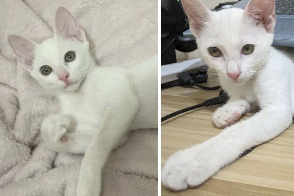 Coco is no longer the stray sticky gray cat her owner found on the streets! She's adorable and boasts a soft white coat.