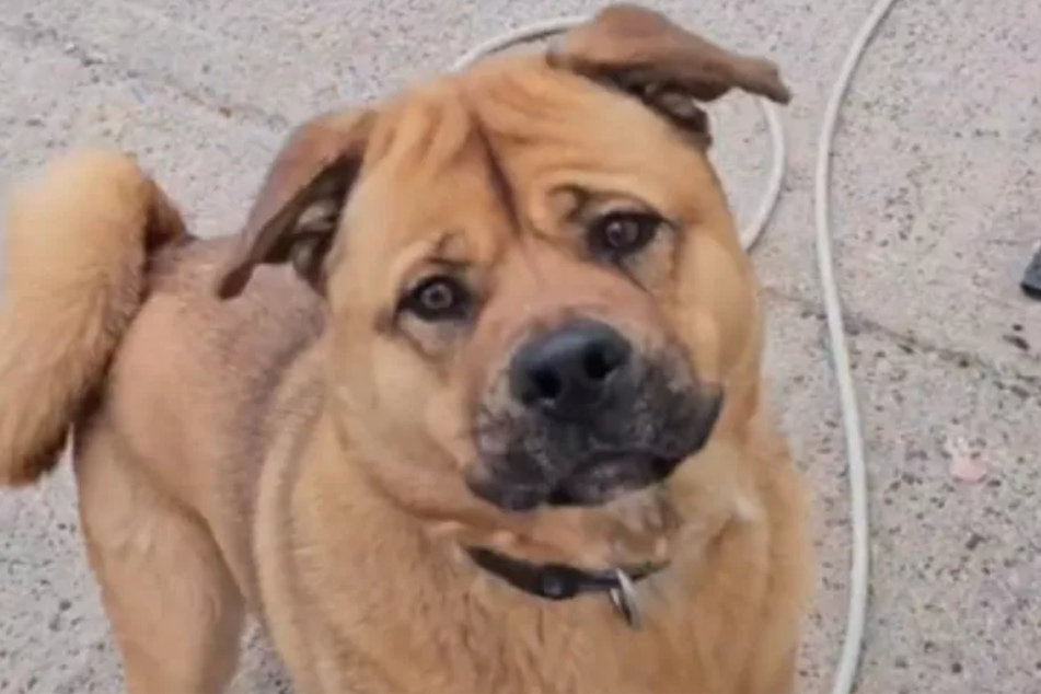 Doggie Ted has not had an easy life, but rescuers are hopeful he'll find a forever home.