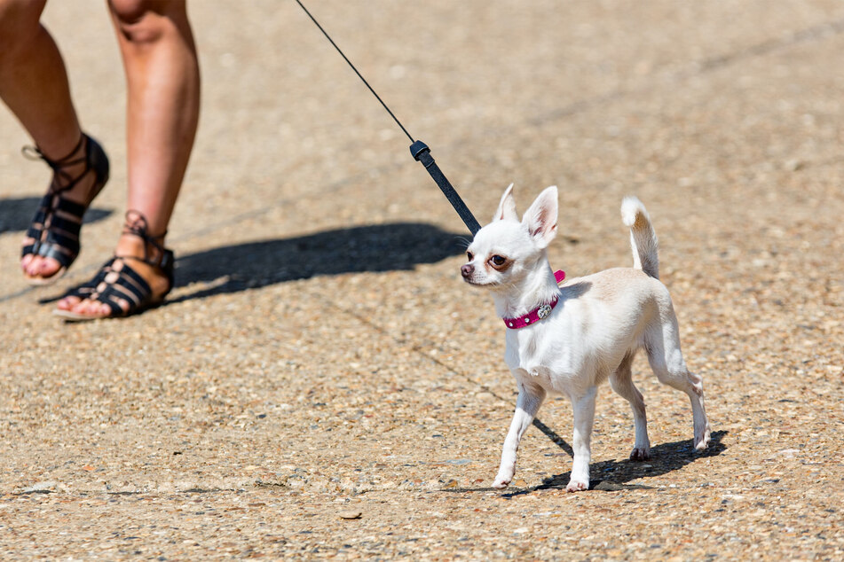 Which dog breed is the shortest in the world?