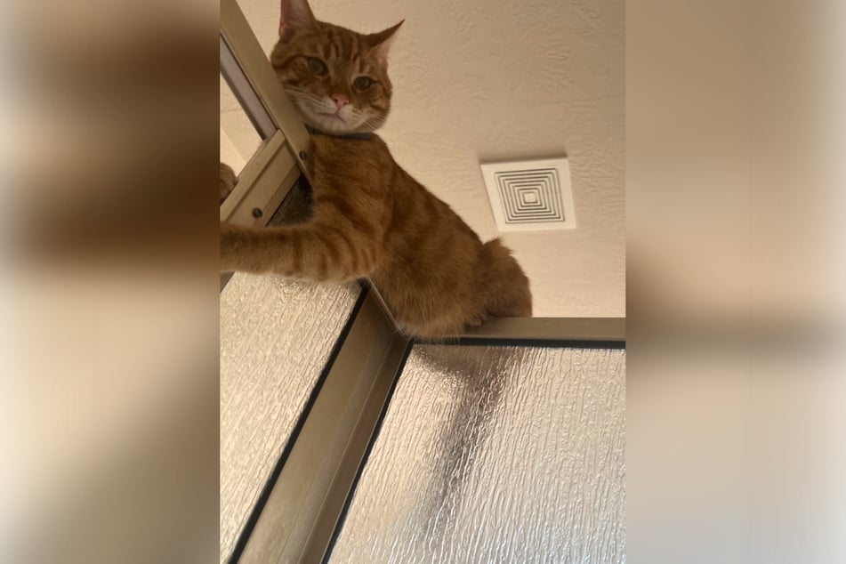 An unusual moment from the everyday life of a cat owner caused a lot of entertainment online.