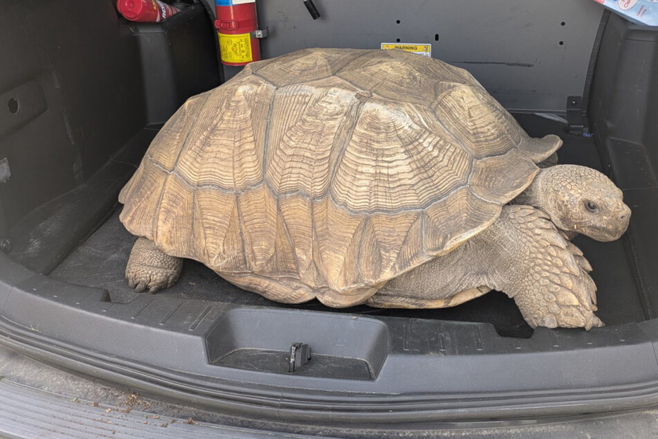 Escaped tortoise gives Georgia cops an "unexpected workout"