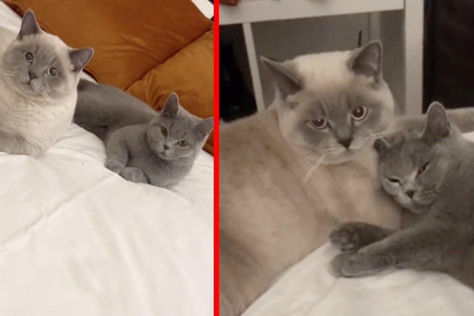 This woman had to learn the hard way that nothing is as it seems with her two cats!