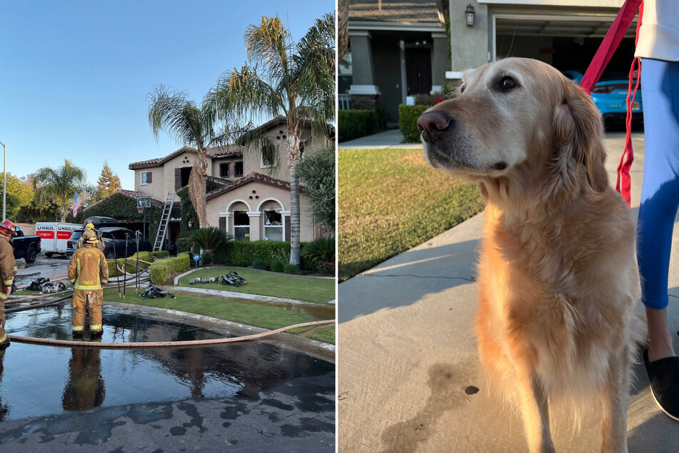 Lulu the dog saved her family before the fire department arrived at the burning house.