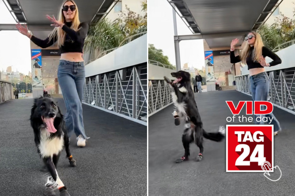 Viral Video of the Day for April 1, 2025: Girl and her dog slay dance routine to Gracie Abrams song!