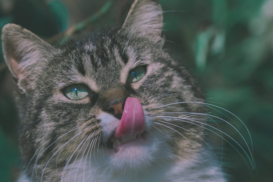Food isn't the only thing that'll make a cat drool!