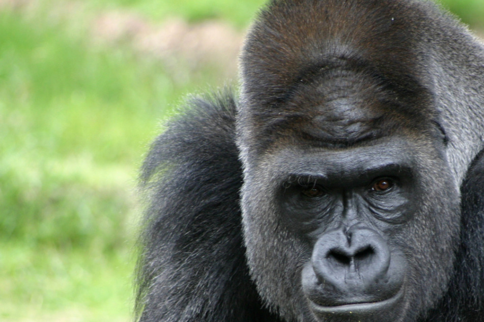 Gorilla recovering from Covid-19 got the same drugs as Donald Trump
