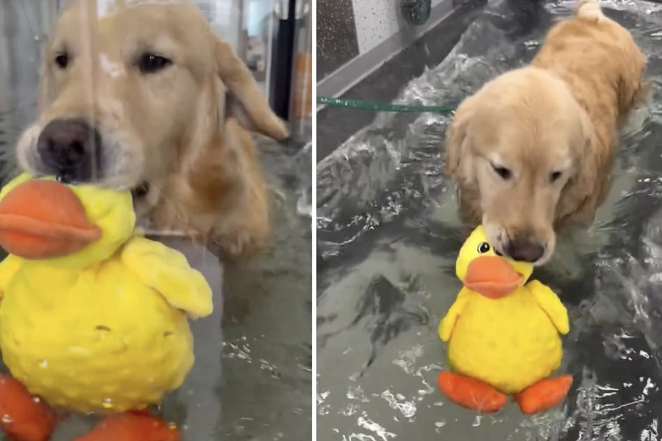 Golden retriever undertaking therapy captures hearts with his emotional support duck toy