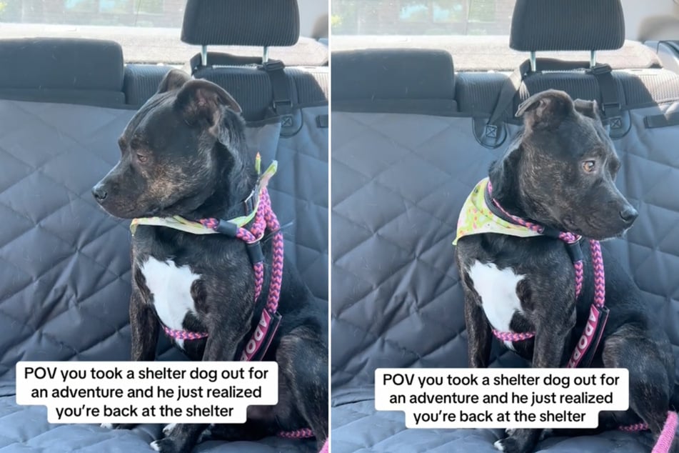 Dog who was devastated to return to the shelter finds his happy ending!