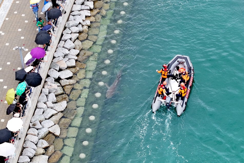 The authorities tried to push the bull shark back into the sea by spraying it with water. The big fish has yet to budge. 