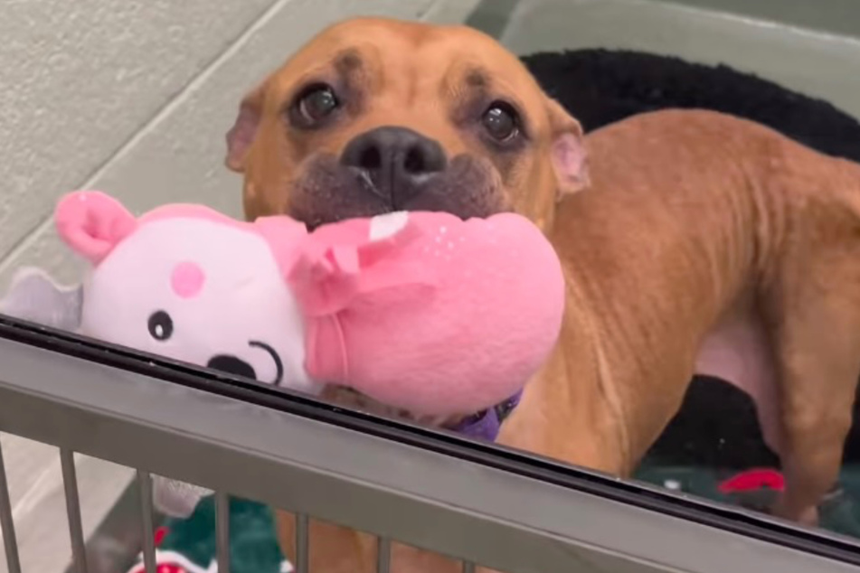 When someone passes by, Roxy the dog offers them one of her precious cuddly toys.